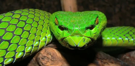 Comoara biologica a Mekongului, peste 1.000 de specii noi Comoara biologica a Mekongului, peste 1.000 de specii noi