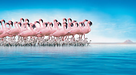 Documentar extraordinar Disney pentru protejarea flamingilor Documentar extraordinar Disney pentru protejarea flamingilor
