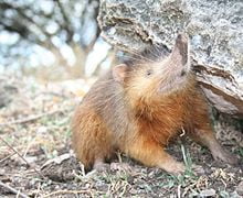 Solenodonul hispanic, stramos veninos al mamiferelor Solenodonul hispanic, stramos veninos al mamiferelor