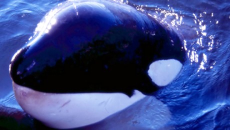 Green Planet Blues: Saving Luna, Suzanne Chisholm Green Planet Blues: Saving Luna, Suzanne Chisholm