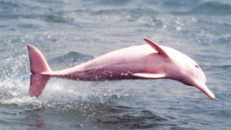 Delfin roz in SUA Delfin roz in SUA