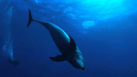 The Cove, documentarul despre masacrul delfinilor in Japonia The Cove, documentarul despre masacrul delfinilor in Japonia