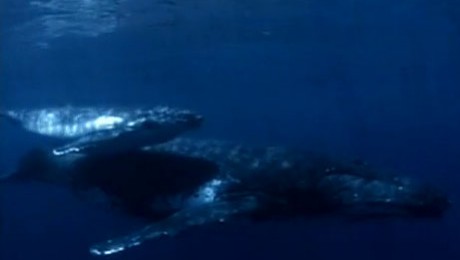 Vanatoarea de balene “la limita Pamantului” Vanatoarea de balene “la limita Pamantului”