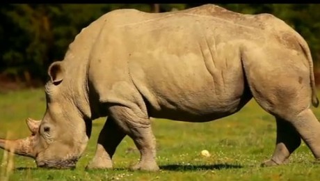 Rinocerii din Africa, monitorizati prin GPS Rinocerii din Africa, monitorizati prin GPS