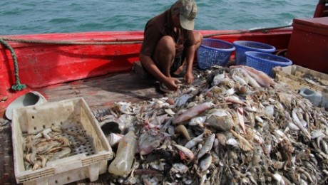Macinandu-l pe Nemo: care este costul real al crevetilor thailandezi? Macinandu-l pe Nemo: care este costul real al crevetilor thailandezi?