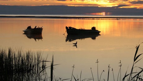Delta Dunarii – Paradisul aproape pierdut! Delta Dunarii – Paradisul aproape pierdut!