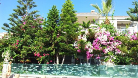 Un acvariu cat o gradina (Video) Un acvariu cat o gradina (Video)