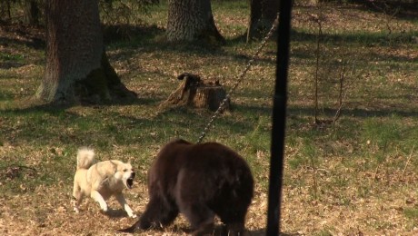 Vier Pfoten: Royal Canin a sponsorizat lupte ilegale de caini cu ursi (Video) Vier Pfoten: Royal Canin a sponsorizat lupte ilegale de caini cu ursi (Video)