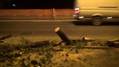 Copacii defrisati in cadrul lucrarilor de la pasajul Mihai Bravu, replantati in zona Lacul Vacaresti Copacii defrisati in cadrul lucrarilor de la pasajul Mihai Bravu, replantati in zona Lacul Vacaresti