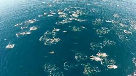 Migrația delfinilor și a balenelor cenușii de-a lungul coastei San Clemente filmată cu ajutorul dronelor Migrația delfinilor și a balenelor cenușii de-a lungul coastei San Clemente filmată cu ajutorul dronelor