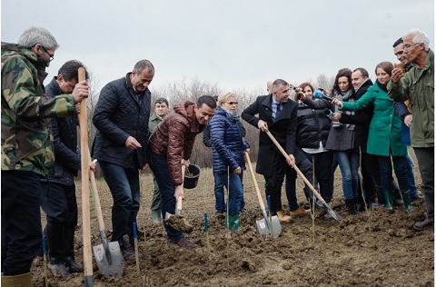 plantare arbori