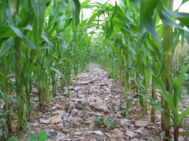agricultura