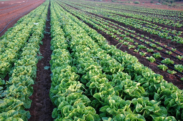 agricultura ecologică