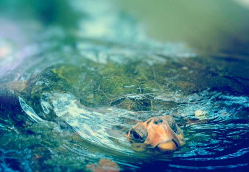 Țestoasa Marină (Caretta caretta)