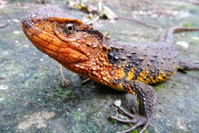 Specii noi Marele Mekong Asia WWF