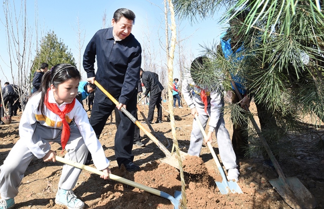 plantare copaci păduri