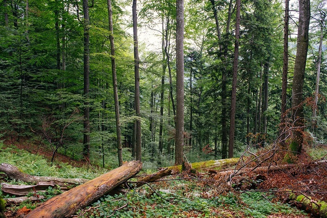 Alte 2.000 ha de păduri virgine