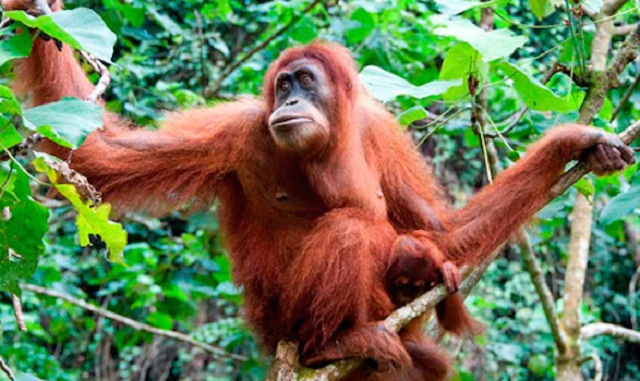 urangutani borneo declin