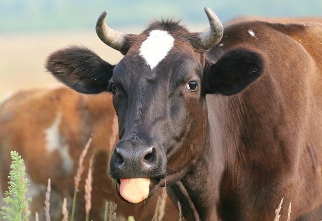 Vacile care mănâncă alge produc cu jumătate mai puține gaze decât celelalte