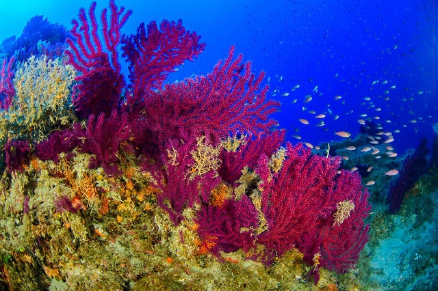 A fost descoperită o pădure virgină de corali în apropierea Siciliei