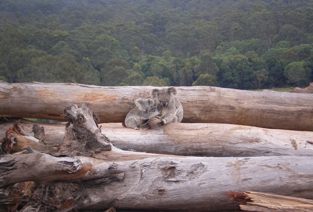 Koala ar putea dispărea dintr-un stat australian din cauza defrișărilor