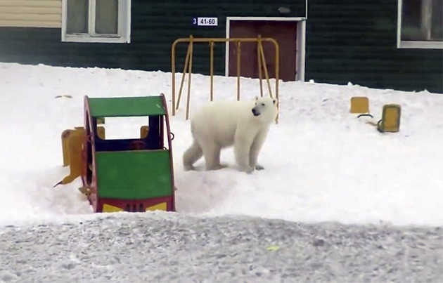 urs polar