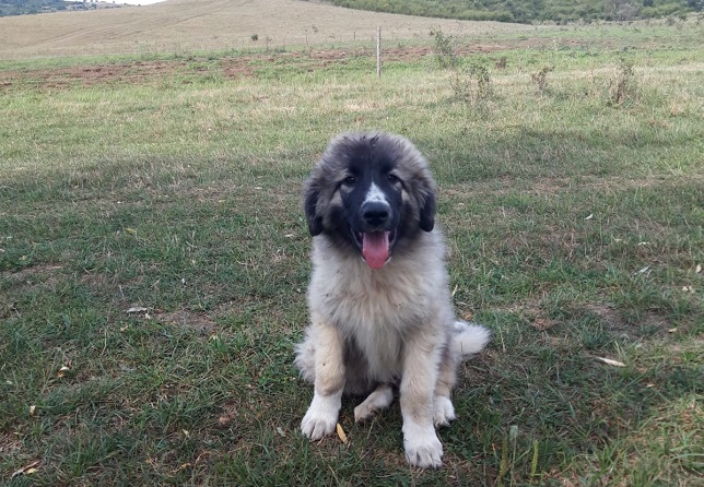 Foto: Fundația Conservation Carpathia