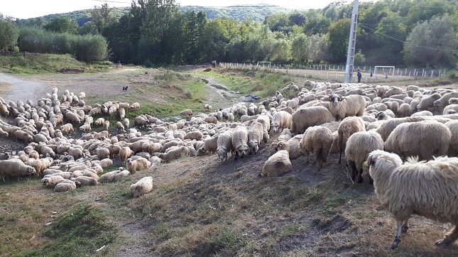 Foto: Fundația Conservation Carpathia