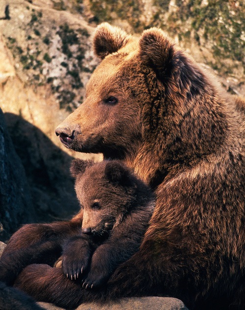 Foto: WWF/ Sanchez & Lope