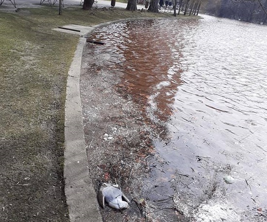 parcul-ior-foto-ivermectin Lacul IOR din Capitală este roșu